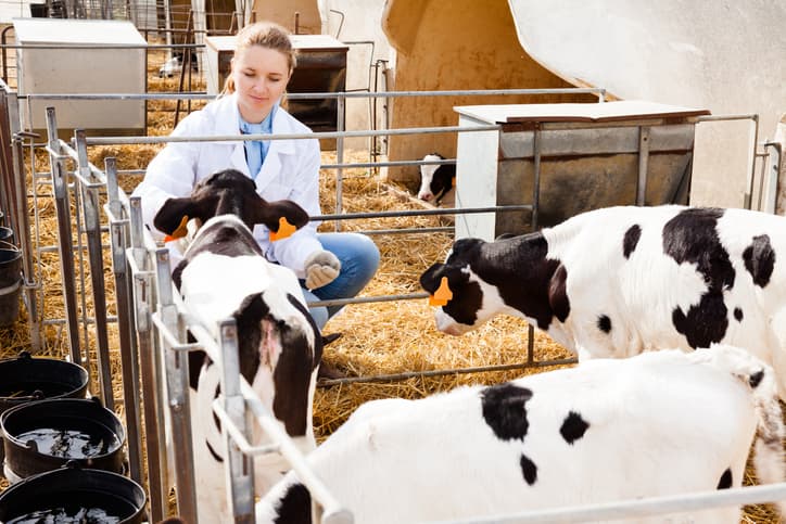Diploma in Livestock Technician