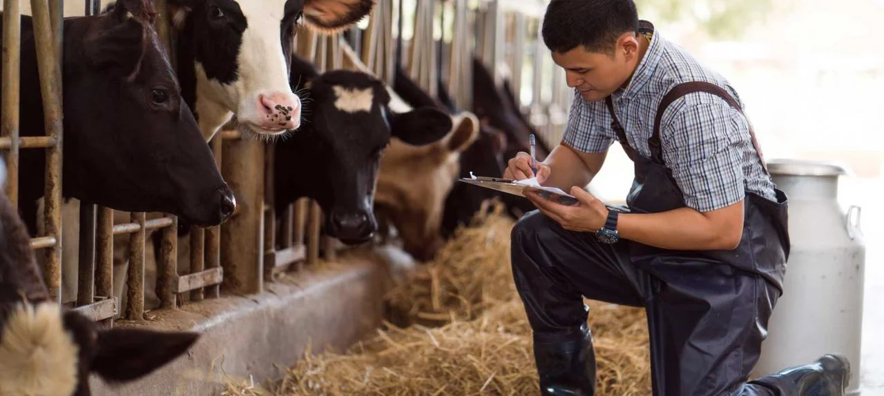 Diploma in Livestock Dairy Supervisor